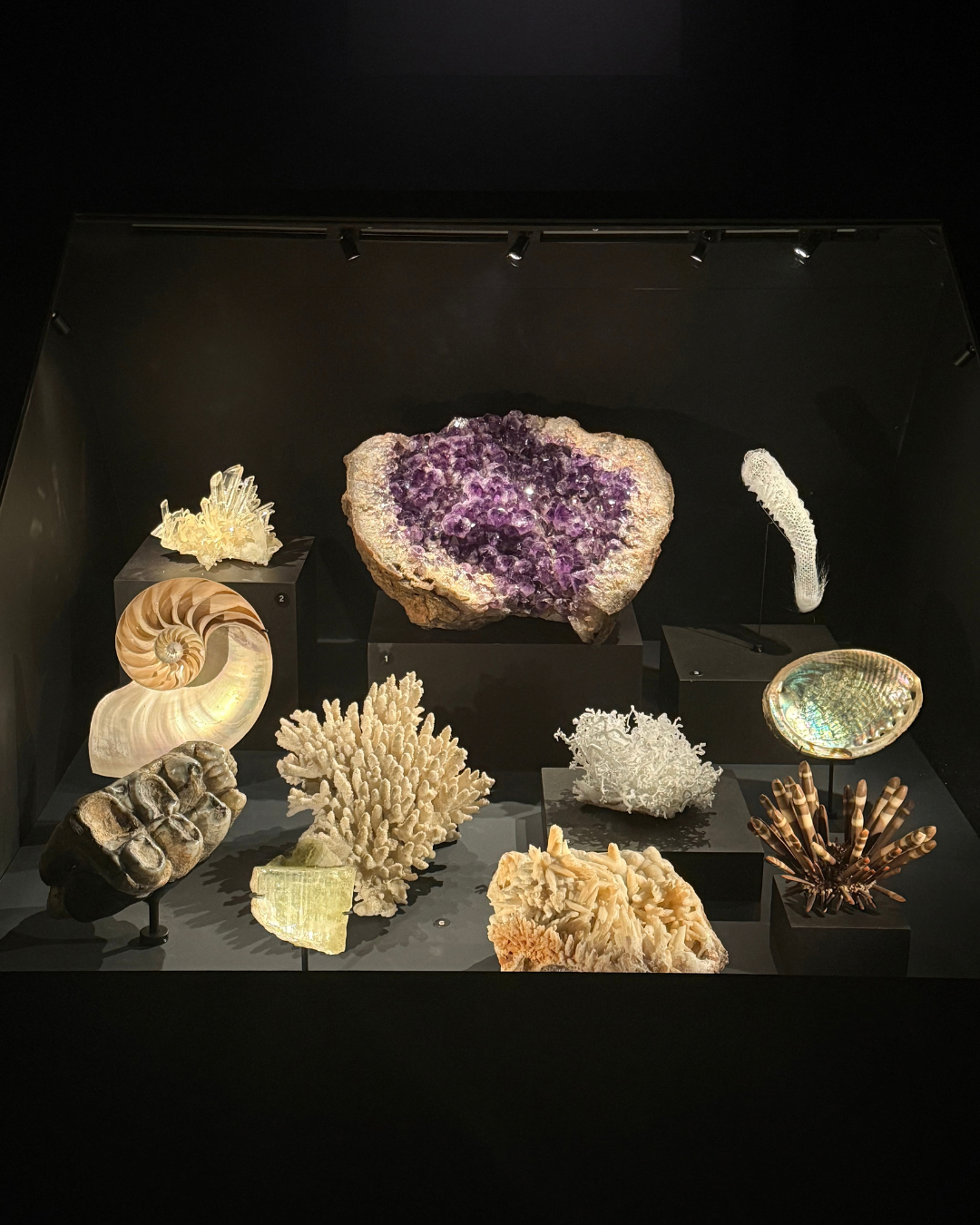 Vitrine avec géode d'améthyste, nautile, corail et oursin dans l'exposition Minéraux au Muséum de Toulouse